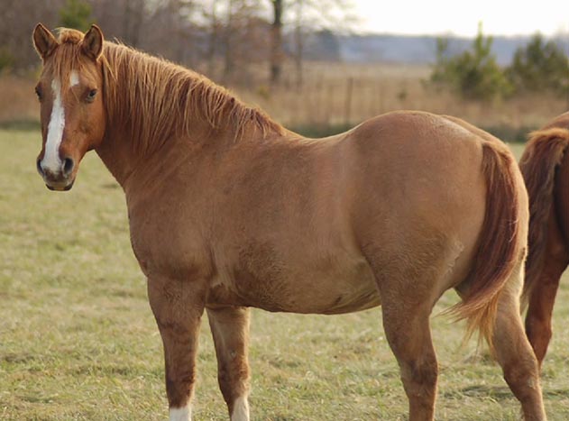 obese horse